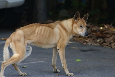 Close-up of stray dog