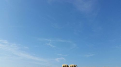 Low angle view of trees against blue sky