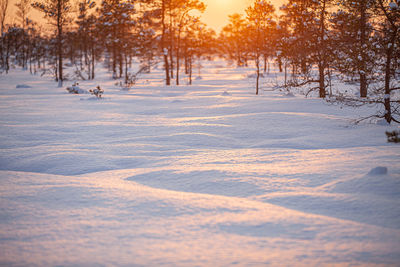 Trees on snow covered land during sunset