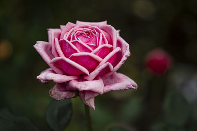 Close-up of pink rose