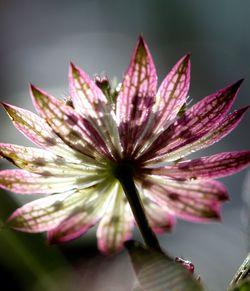 Close-up of pink flower