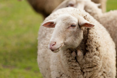 Close-up of a sheep on a field