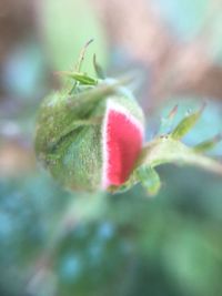 Close-up of plant