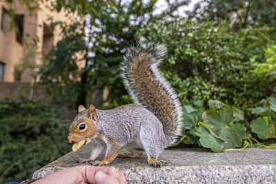 Cute little squirrel with fuzzy tail eats peanut from human hand