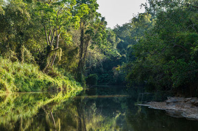 Scenic view of lake amidst trees in forest