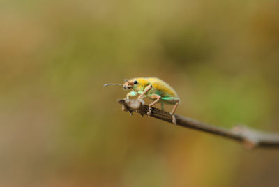 Close-up of insect on twig