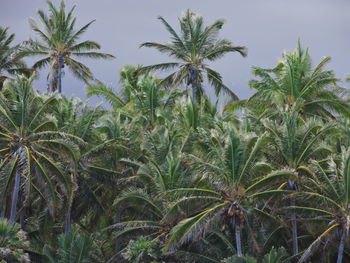 Close-up of palm trees on field against sky