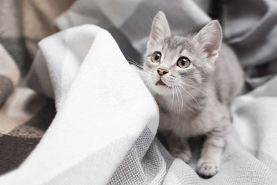 Close-up of kitten