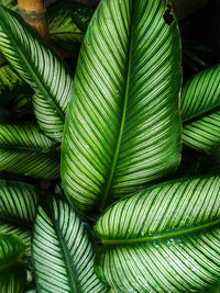 Full frame shot of green leaves