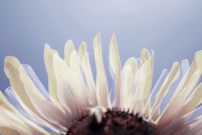 Close-up of flower blooming outdoors