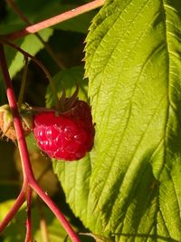 Close-up of strawberry on plant