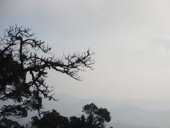 Low angle view of silhouette tree against sky