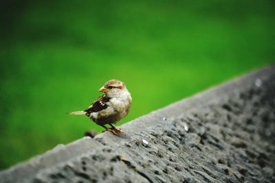 Close-up of bird perching on leaf