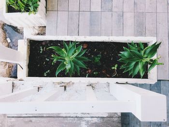 High angle view of potted plant against wall in yard