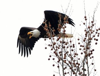 Close-up of eagle flying against clear sky