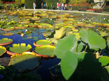 Close-up of lotus water lily