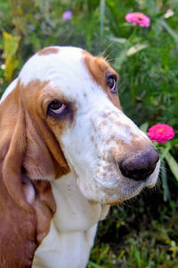 Close-up of a dog 