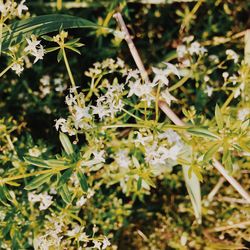 Close-up of insect on plant