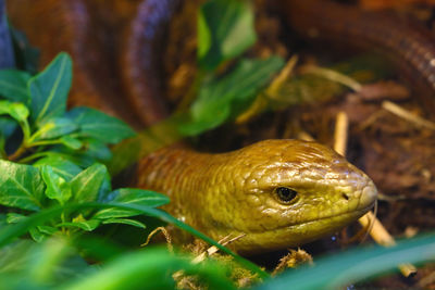 Close-up of frog on leaves