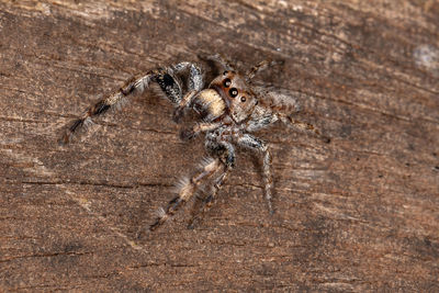 Close-up of spider