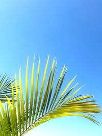 Low angle view of palm tree against clear blue sky