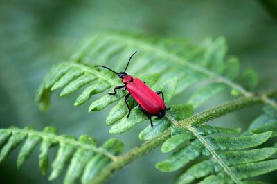 Close-up of insect on leaf