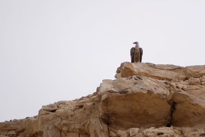 Man standing on rock