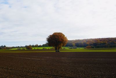 Trees on field against sky