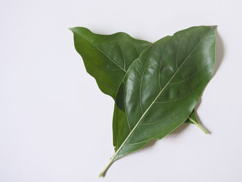 plant part