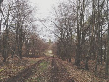 Bare trees in park