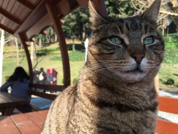 Close-up portrait of a cat