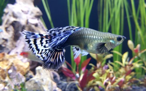 Close-up of fish swimming in aquarium