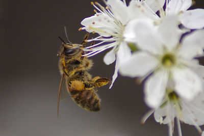 Close-up of bee pollinating on flower