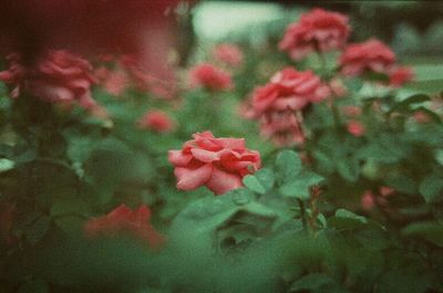 Close-up of red flowers blooming outdoors