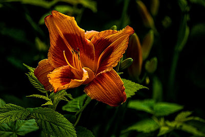 Close-up of orange flower