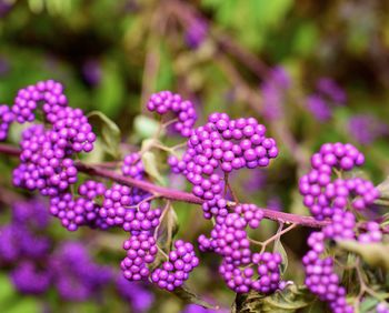 Close-up of pink flowering plants