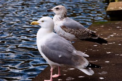 Close-up of seagull perching on a lake