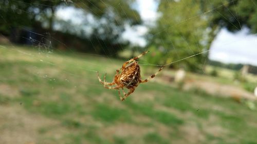 Close-up of spider on web