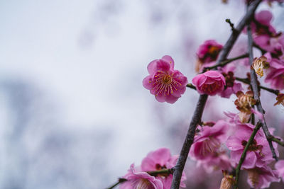 Close-up of pink cherry blossom