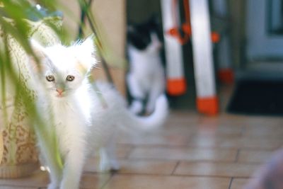 Portrait of kitten on floor at home