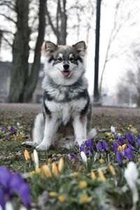 Portrait of a young puppy finnish lapphund dog sitting behind flowers in spring