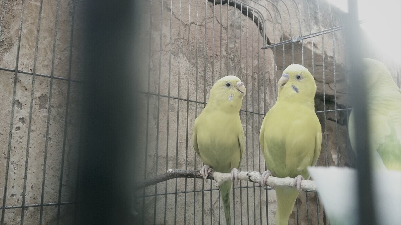 bird, animal themes, one animal, animals in the wild, perching, wildlife, cage, beak, low angle view, close-up, fence, outdoors, no people, day, focus on foreground, nature, animals in captivity, two animals, metal, pigeon