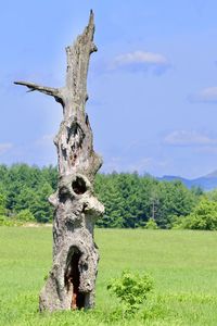 View of tree on field against sky