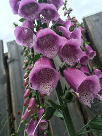 Close-up of pink flowers