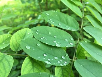 Close-up of wet plant leaves during rainy season