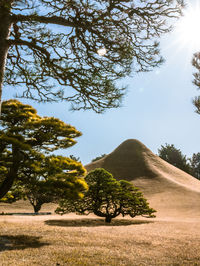 Trees on landscape