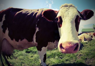 Cows in a field