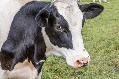 Close-up of cow on field