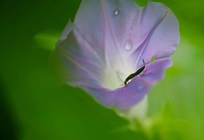 Close-up of insect on flower