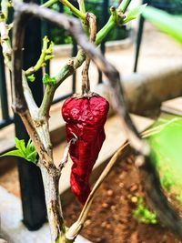 Close-up of red flowers on tree